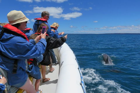 Kangaroo Island 75-Minute Ocean Safari - Accommodation Tasmania 3