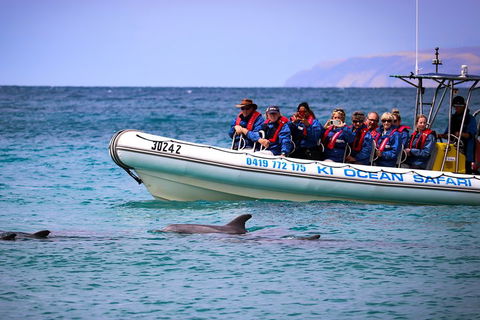 Kangaroo Island 75-Minute Ocean Safari - Accommodation Tasmania 4