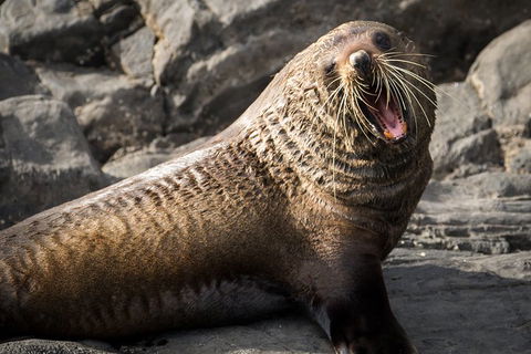 Kangaroo Island 75-Minute Ocean Safari - Accommodation Tasmania 5