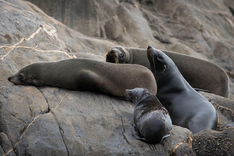 Kangaroo Island Ocean Safari - Snorkeling Safari - Accommodation Tasmania 0