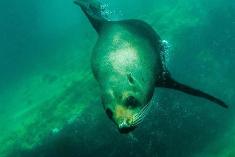 Kangaroo Island Ocean Safari - Snorkeling Safari - Accommodation Tasmania 1