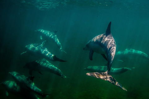 Kangaroo Island Ocean Safari - Snorkeling Safari - Accommodation Tasmania 2
