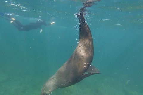 Kangaroo Island Ocean Safari - Snorkeling Safari - Accommodation Tasmania 3