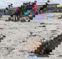 Kangaroo Island in a Day Tour from Adelaide - Accommodation Tasmania