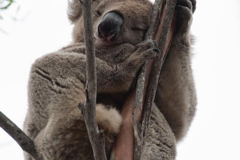 2-Day Kangaroo Island 4WD Small-Group Tour From Adelaide - Accommodation Tasmania 0