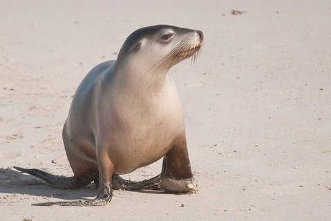 2-Day Kangaroo Island 4WD Small-Group Tour From Adelaide - Accommodation Tasmania 4