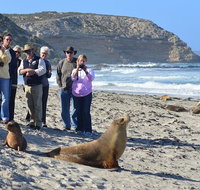 Full day Seal Bay Experience departing from Kangaroo Island - Accommodation Tasmania