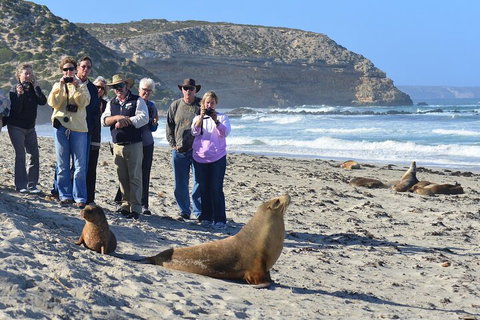 Full Day Seal Bay Experience Departing From Kangaroo Island - Accommodation Tasmania 0