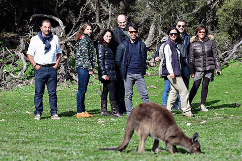 Full Day Seal Bay Experience Departing From Kangaroo Island - Accommodation Tasmania 3