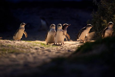Melbourne City Tour And Phillip Island In One Day - Accommodation Tasmania 4