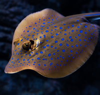 Cairns Aquarium Tour by Twilight with Drink and Appetiser - Accommodation Tasmania