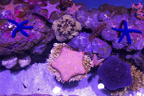 Cairns Aquarium Admission Ticket - Accommodation Tasmania 5