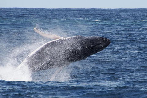 Whale Watching By Sea World Cruises - Accommodation Tasmania 0