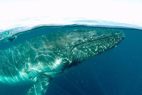 Whale Watching By Sea World Cruises - Accommodation Tasmania 2