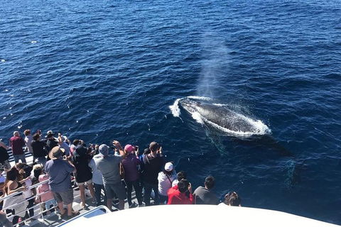 Whale Watching By Sea World Cruises - Accommodation Tasmania 5