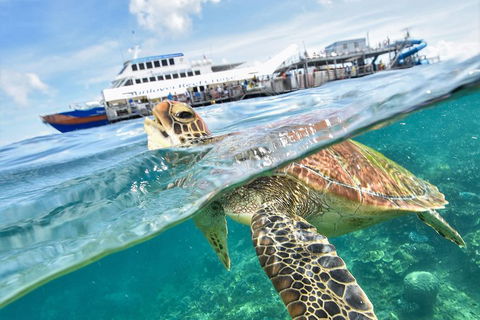 Outer Reef Pontoon Experience From Cairns - Accommodation Tasmania 5