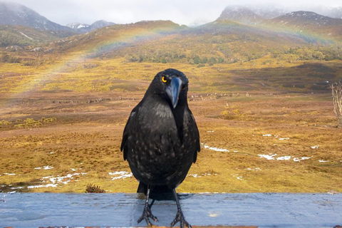 Cradle Mountain Park Explorer Guided Tour - Accommodation Tasmania 2