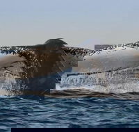 Sydney Whale-Watching Cruise Including Lunch or Breakfast - Accommodation Tasmania