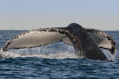 Sydney Whale-Watching Cruise Including Lunch Or Breakfast - Accommodation Tasmania 0