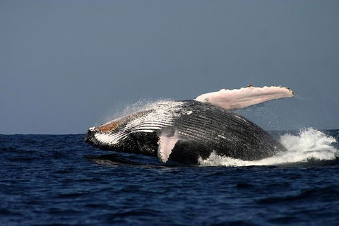 Sydney Whale-Watching Cruise Including Lunch Or Breakfast - Accommodation Tasmania 1