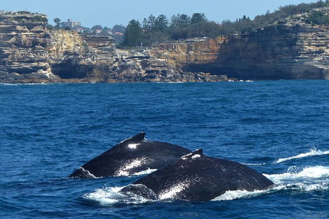 Sydney Whale-Watching Cruise Including Lunch Or Breakfast - Accommodation Tasmania 2