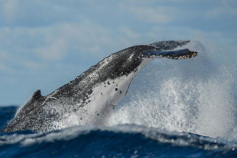 Sydney Whale-Watching Cruise Including Lunch Or Breakfast - Accommodation Tasmania 4
