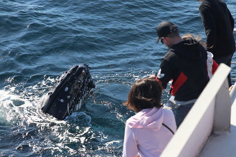 Sydney Whale-Watching Cruise Including Lunch Or Breakfast - Accommodation Tasmania 5