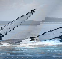 Hervey Bay Whale Watching Cruise - Accommodation Tasmania