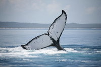 Book Viator Accommodation Vacations Accommodation Tasmania Accommodation Tasmania