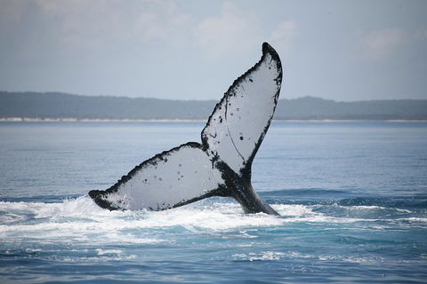 Hervey Bay Whale Watching Cruise - Accommodation Tasmania 0