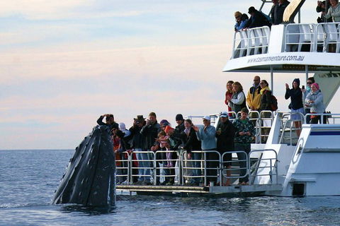 Hervey Bay Whale Watching Cruise - Accommodation Tasmania 1
