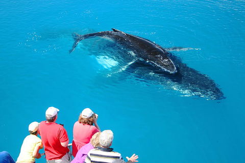 Hervey Bay Whale Watching Cruise - Accommodation Tasmania 2