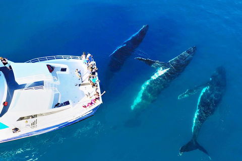 Hervey Bay Whale Watching Cruise - Accommodation Tasmania 3