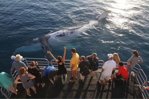 Hervey Bay Whale Watching Cruise - Accommodation Tasmania 4