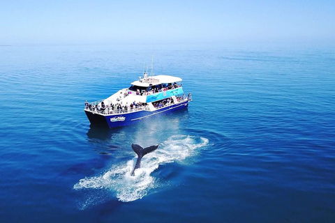Hervey Bay Whale Watching Cruise - Accommodation Tasmania 5