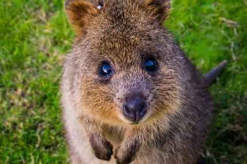Blue Mountains Sunset Tour | Kangaroos & Koala Encounter (Private Tour) - Accommodation Tasmania 1