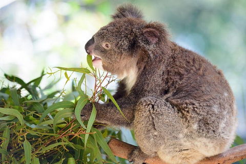 Blue Mountains Private Tour With Kangaroos & Koala Encounter - Accommodation Tasmania 0