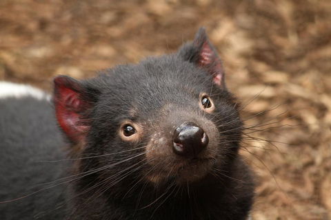 Day Tour In Mt. Field, Mt. Wellington, Bonorong Wildlife Sanctuary And Richmond - Accommodation Tasmania 4