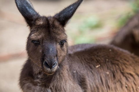 Australian Wildlife Tour At Melbourne Zoo Ticket - Accommodation Tasmania 0