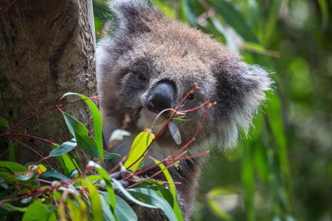 Australian Wildlife Tour At Melbourne Zoo Ticket - Accommodation Tasmania 1