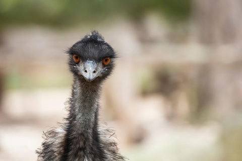 Australian Wildlife Tour At Melbourne Zoo Ticket - Accommodation Tasmania 3