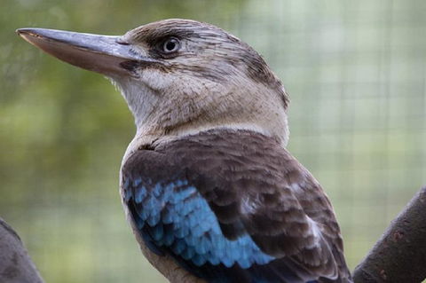 Australian Wildlife Tour At Melbourne Zoo Ticket - Accommodation Tasmania 4