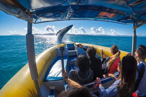 Ocean Rafting Tour To Whitehaven Beach, Hill Inlet Lookout & Top Snorkel Spots - Accommodation Tasmania 4