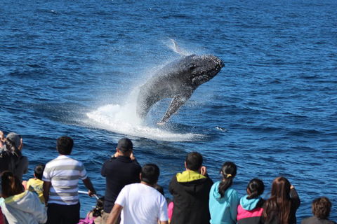 Tangalooma Island Resort Whale Watching Day Cruise - Accommodation Tasmania 0