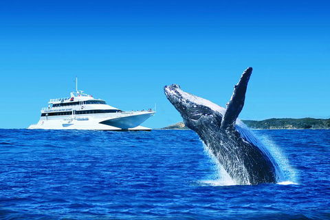 Tangalooma Island Resort Whale Watching Day Cruise - Accommodation Tasmania 1