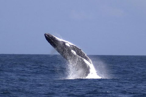 Tangalooma Island Resort Whale Watching Day Cruise - Accommodation Tasmania 4