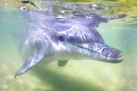Tangalooma Island Resort Whale Watching Day Cruise With Dolphin Feeding - Accommodation Tasmania 0
