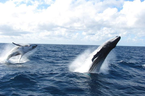 Tangalooma Island Resort Whale Watching Day Cruise With Dolphin Feeding - Accommodation Tasmania 1
