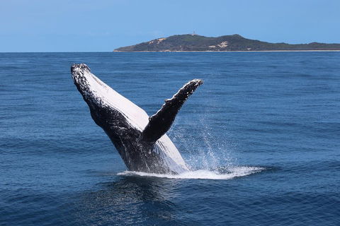Tangalooma Island Resort Whale Watching Day Cruise With Dolphin Feeding - Accommodation Tasmania 3