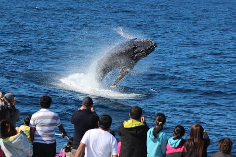 Tangalooma Island Resort Whale Watching Day Cruise With Dolphin Feeding - Accommodation Tasmania 5
